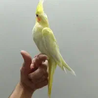 جوجه عروس هلندی