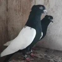 یه جفت سینه سیاه