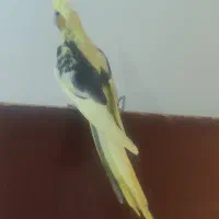 باسلام.یه دونه عروس هلندی نر. نرمه خور