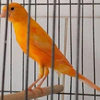 قناری رسمی بلند موزاییکی سرخ رد فاکتور|پرنده|تهران, بهارستان|دیوار