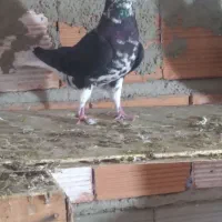 کبوتر ساده افشان