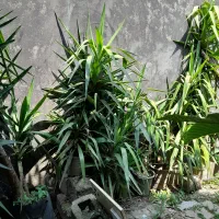 گیاه یوکا|گل و گیاه طبیعی|لاهیجان, خالو باغ|دیوار