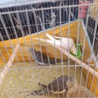 فروش عروس هلندی