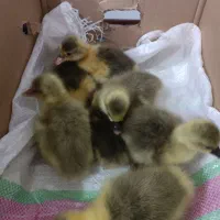 جوجه غاز 5 روزه