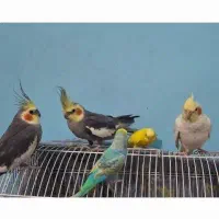 طوطی عروس دونه ای ۶۰۰