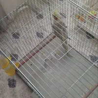 عروس هلندی نر|پرنده|مراغه, |دیوار