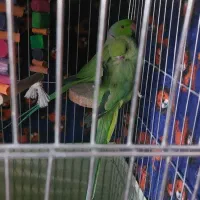 یه جفت طوطی ملنگو سبز|پرنده|شیراز, گلشن|دیوار