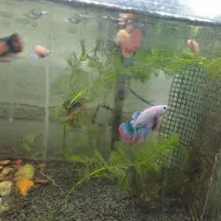 ماهی فایتر|ماهی|کرمانشاه, |دیوار