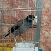 مرغ مینا سخن گو