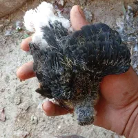 جفت زاغ دم سفید|پرنده|دورود, |دیوار