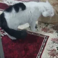 گربه پرشین کلاسیک