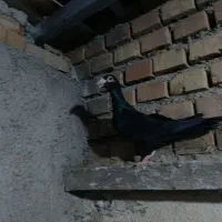 کاریر|پرنده|نگین شهر, |دیوار