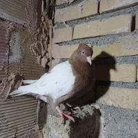 کبوتر|پرنده|مشهد, کلاته برفی|دیوار