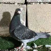 کبوتر رنگی و المانی