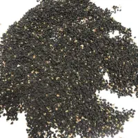 بذر پیاز قرمز