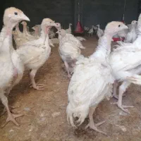 بوقلمون برنز و بیوتی محلی و خروس ومرغ باری|حیوانات مزرعه|مرودشت, محمد آباد|دیوار