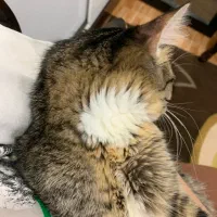 واگذاری گربه|گربه|ساری, |دیوار