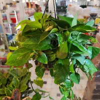 گل آپارتمانی پتوس آویز دار بنجامین آگلونما قاشقی|گل و گیاه طبیعی|قم, نیروگاه|دیوار