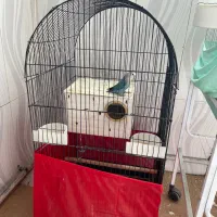 دو تا پرنده کوتوله با قفس|پرنده|پیشوا, |دیوار