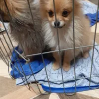 واگزاری سگ پامر