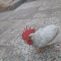 فروش خروس ۷ماه قیمت توافقی