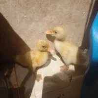 جوجه اردک سالم وسرحال