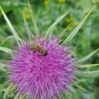 عسل سرای درگاهی