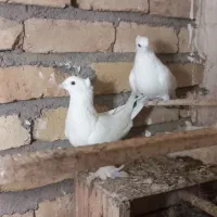 نروماده‌دم‌سیاه‌کاکلی‌پرپا