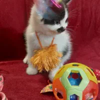 گربه های ملوس و شیطون|گربه|گرگان, |دیوار