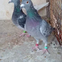 پلاکی ماده|پرنده|تربت‌حیدریه, ۴۵ متری|دیوار