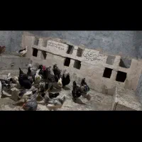 تخم مرغ روزگاری