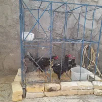 قفس فلزی مرغ و خروس