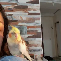 عروس هلندی کاملا رام سخنگو