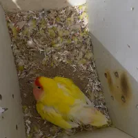 طوطی برزیلی اهلی تخم گذار|پرنده|خوی, |دیوار