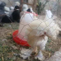 تخم مرغ محلی|خوردنی و آشامیدنی|قم, سراجه (۱۵ خرداد)|دیوار