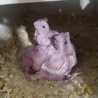 جوجه عروس البینو|پرنده|مشهد, ابوذر|دیوار