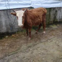 ورزا چالوسی دست پا بلند