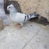 کفتر سبز شامی. وسیاه و  یال و پشت سیاه..|پرنده|شیراز, سعدیه شمالی|دیوار