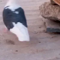 فروش دوتا کبوتر ماده با یه جوجه چای رام