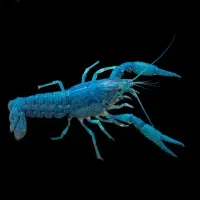 ماهی سرای نیشابور|ماهی|نیشابور, دارایی|دیوار