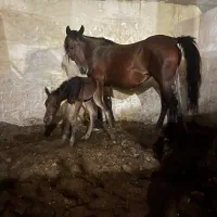 اسب|اسب و تجهیزات اسب‌سواری|اهواز, زردشت|دیوار