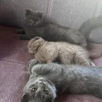 بچه گربه اسکاتیش|گربه|نوشهر, |دیوار