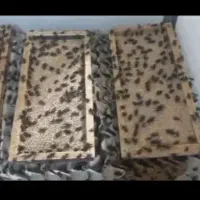 غذا پرنده زینتی و ماهی آکواریومی و ...عمده و جزئی