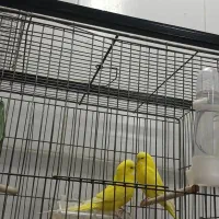 پرنده|پرنده|یزد, |دیوار