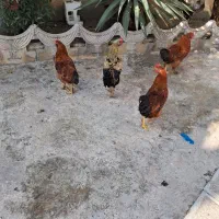 مرغ وخروس در فومن|حیوانات مزرعه|رشت, یخسازی|دیوار