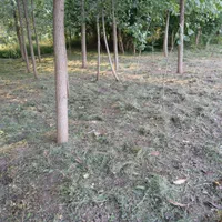 علف زنی با دستگاه چمن زن|خدمات باغبانی و درختکاری|رشت, توشیبا|دیوار