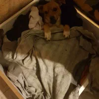 سگ پاکوتاه|سگ|قزوین, |دیوار