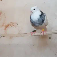 کبوتر طوقی|پرنده|بمپور, |دیوار