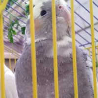 عروس هلندی خاکستری با تاج زرد رنگ گمشده|حیوانات|شیراز, شهرک ترکان|دیوار