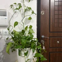 گل و گیاه|گل و گیاه طبیعی|اهواز, کوی باهنر|دیوار